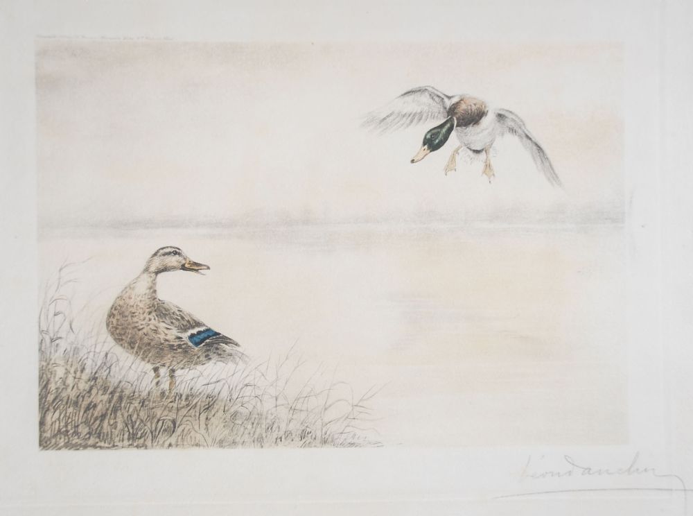 Офорт Danchin - 05 Canards se posant - Two Ducks landing (Original)