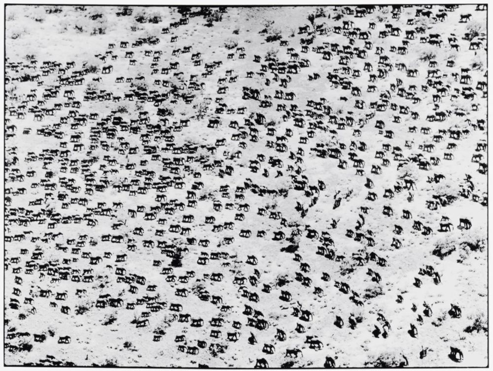 Фотографии Beard - 965 Elephants, 