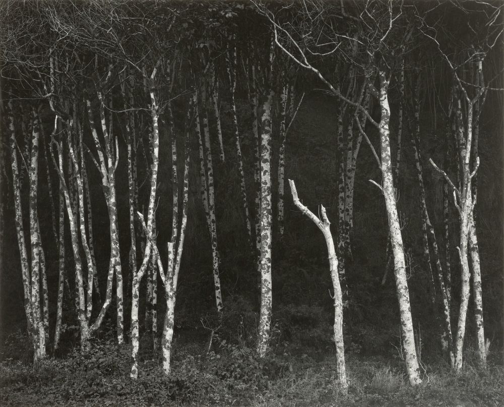 Фотографии Adams - Alders, Prairie Creek Beach, Northern California, um 1949.