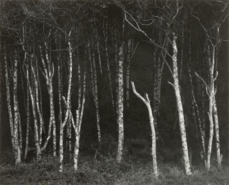 Фотографии Adams - Alders, Prairie Creek Beach, Northern California, um 1949.