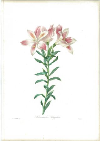 Офорт Redouté - Alstroemeria Pelegrina