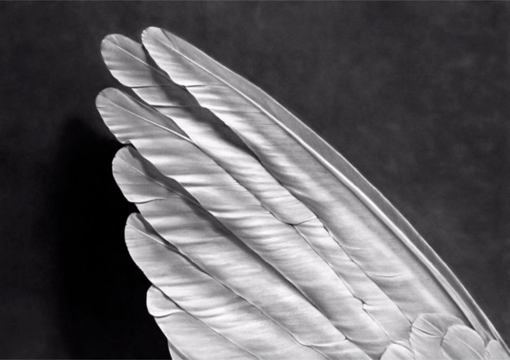 Многоэкземплярное Произведение Longo - Angel's Wing (Small Version)