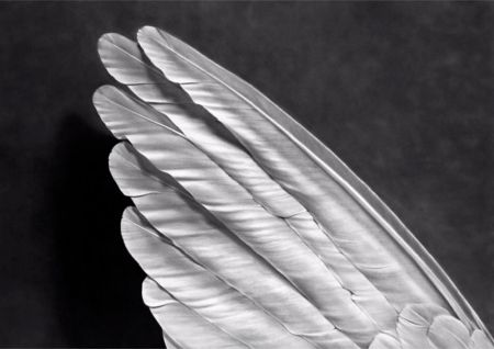 Многоэкземплярное Произведение Longo - Angel's Wing (Small Version)