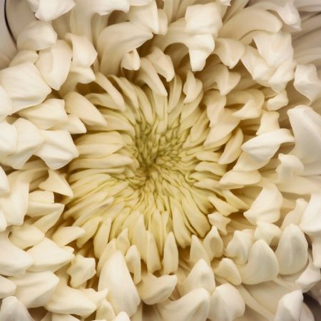 Фотографии Levine - Chrysanthemum