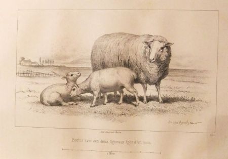 Иллюстрированная Книга Bonheur - Considérations sur les bêtes à laine au milieu de XIXe siècle, et notice sur la race de la charmoise