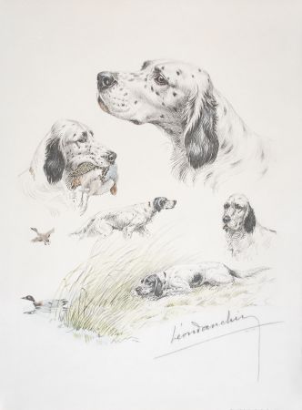 Литография Danchin - English Setter study - Etudes de Setter Anglais