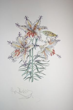 Литография Dali - Erotic Lily (surrealistic flowers)