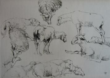 Гравюра Vergé-Sarrat - Etudes de moutons / Studies of Sheep