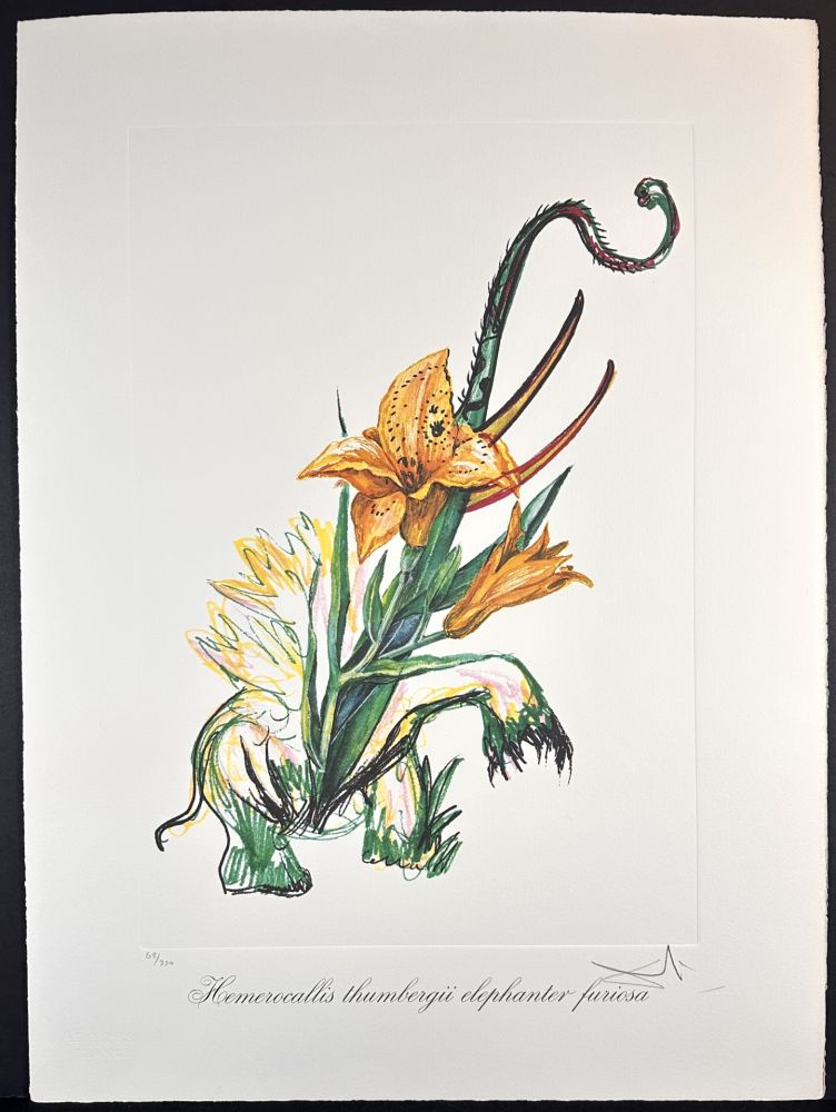 Гравюра Dali - Florals Elephant Lily