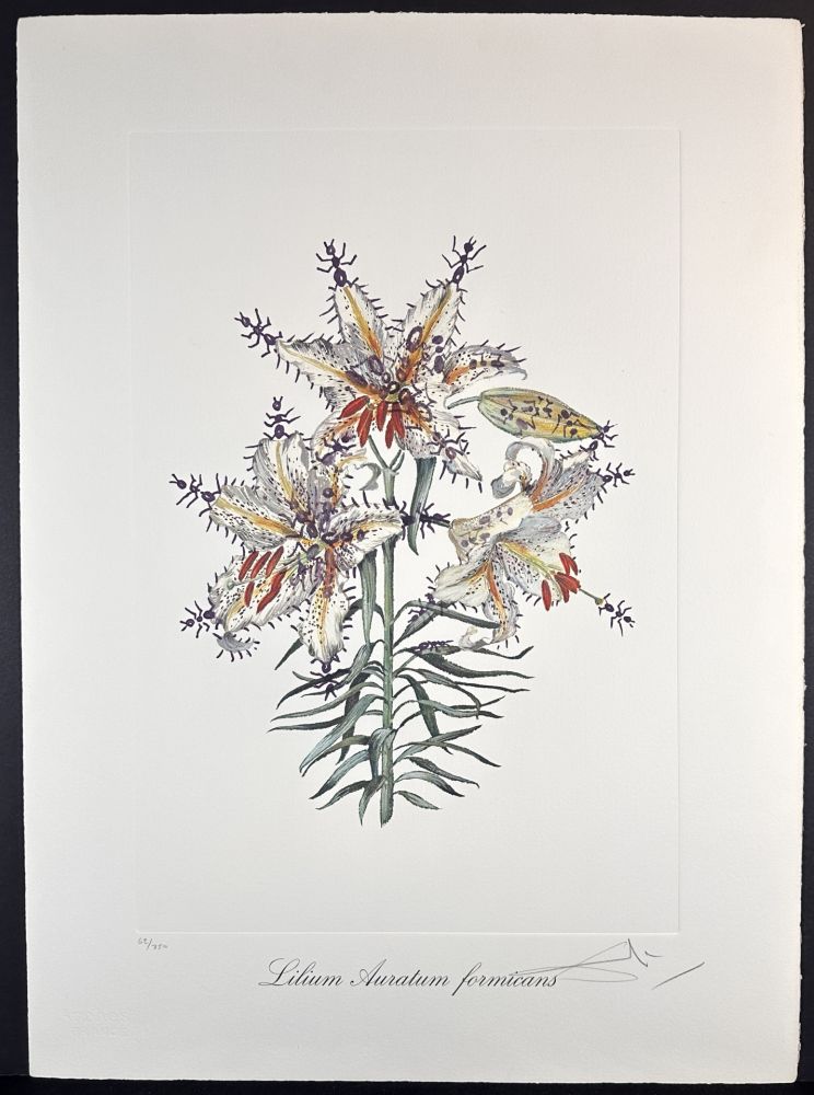 Гравюра Dali - Florals Erotic Lily
