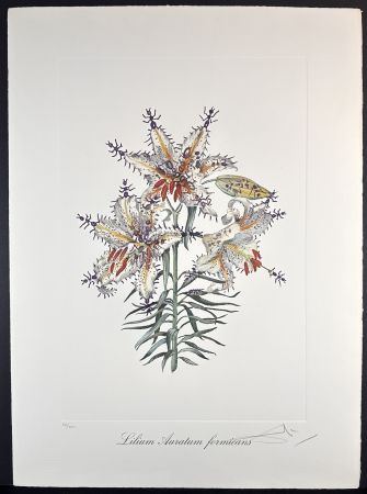 Гравюра Dali - Florals Erotic Lily