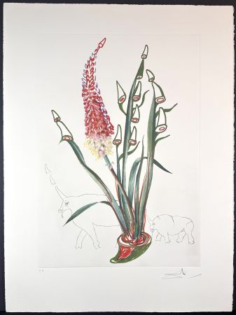 Гравюра Dali - Florals Stock Rhinos