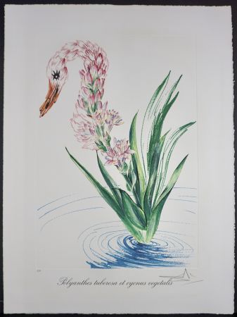 Литография Dali - Florals Water-Hybiscus Swan