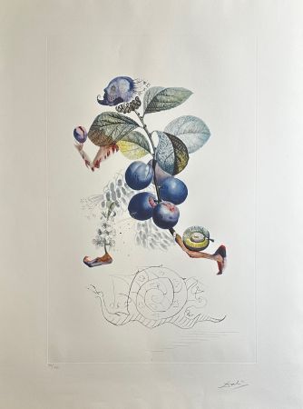 Гравюра Dali - FlorDali/Les Fruits Plum