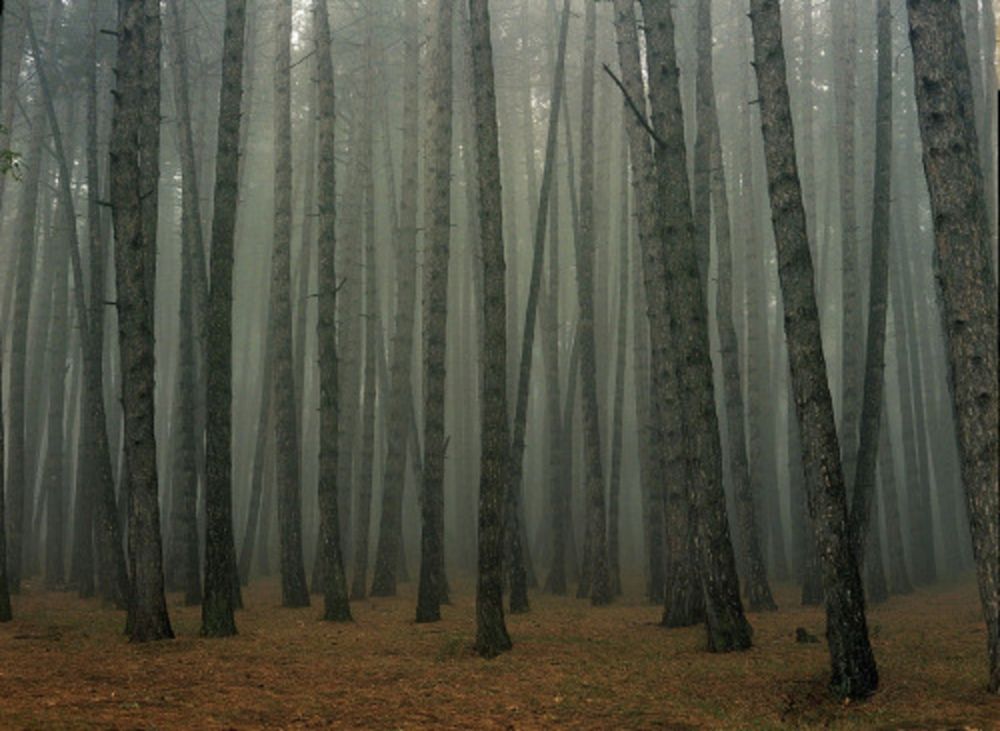 Фотографии Sitchinava - Fog in September 2