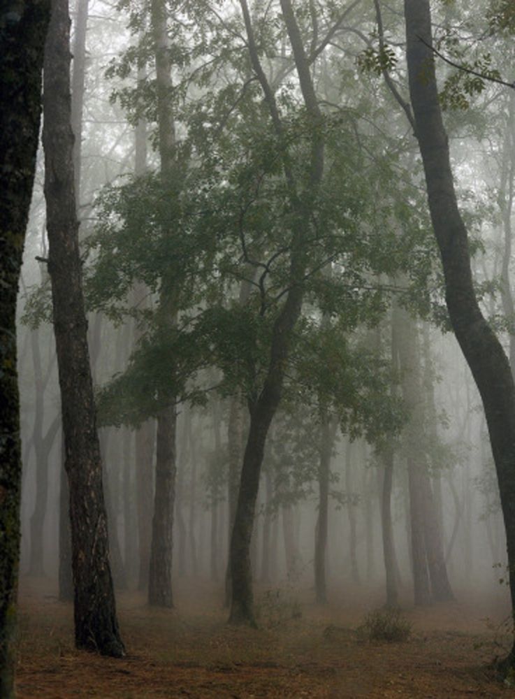 Фотографии Sitchinava - Fog in September 3