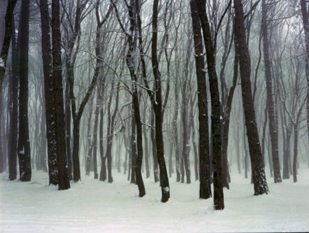 Фотографии Sitchinava - Forest. Winter