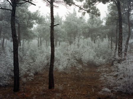 Фотографии Sitchinava - Forest. Winter 2