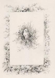 Иллюстрированная Книга Giacomelli - Histoire d'un merle blanc. Compositions de Hector Giacomelli gravées à l'eau-forte par L. Buisson.