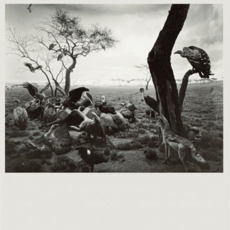 Гашение Sugimoto - Hyena-Jackal-Vulture