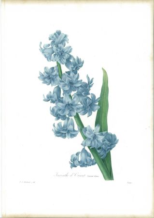 Офорт Redouté - Jacinthe d'orient (variété bleue)
