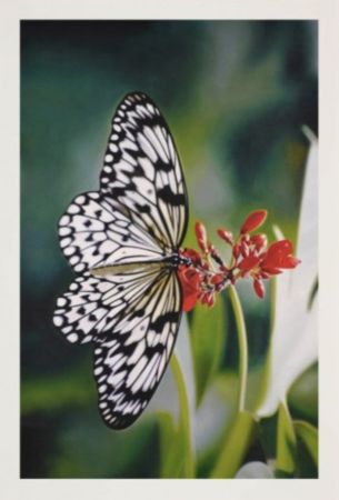 Многоэкземплярное Произведение Hirst - Paper Kite Butterfly on Oleander