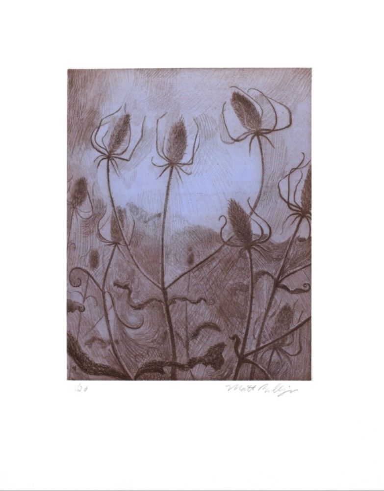 Гравюра Bollinger - Spider's Teasel