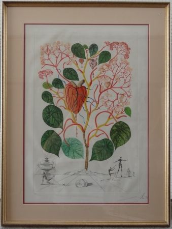 Гравюра Dali - The Begonia - Anarcadium recordans