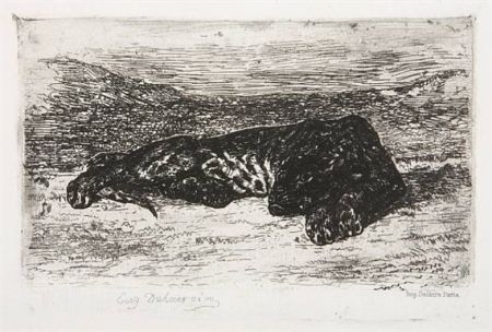 Гравюра Delacroix - Tigre couché dans le désert