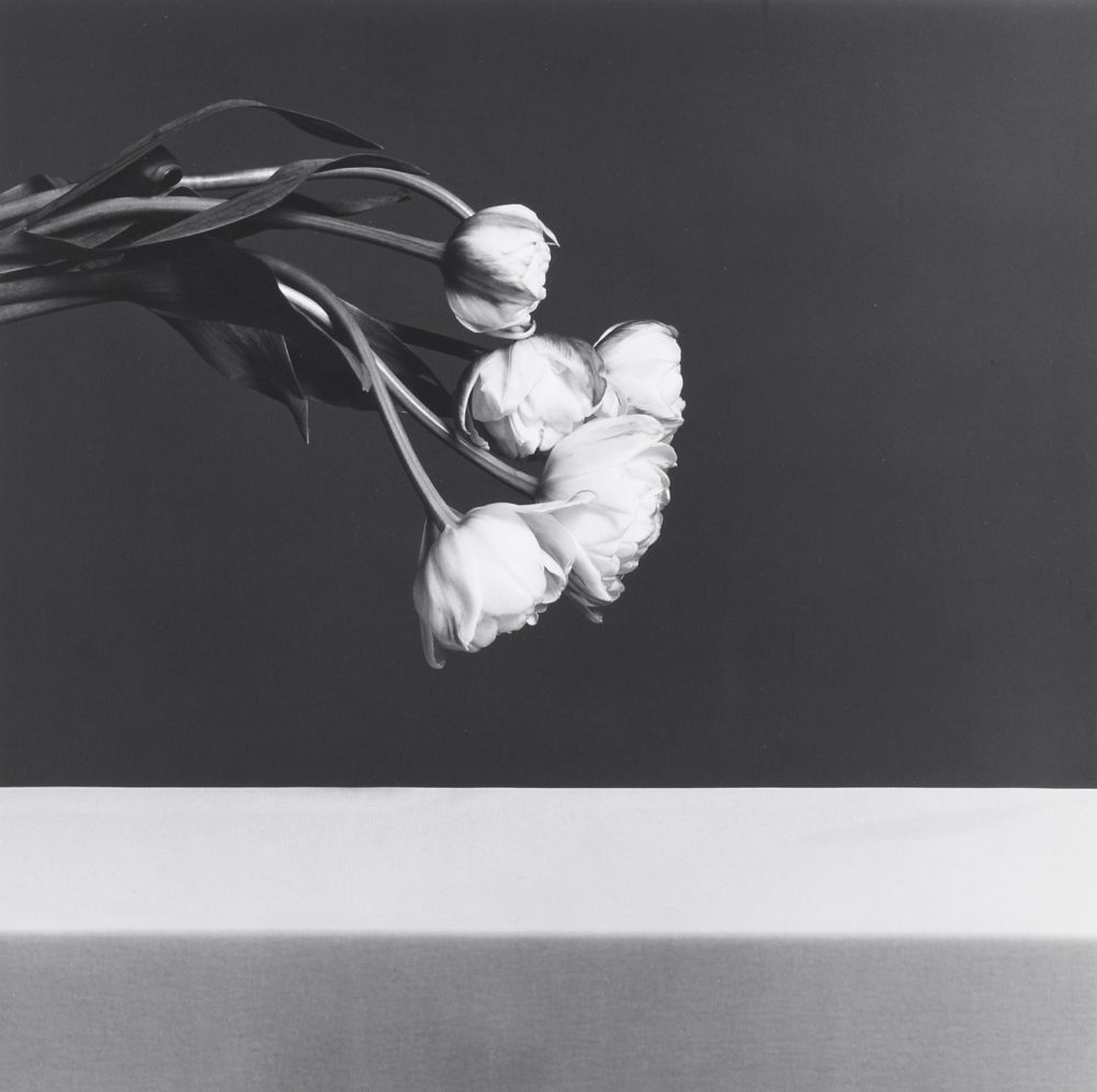 Фотографии Mapplethorpe - Tulips