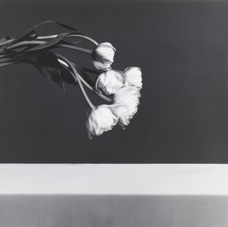 Фотографии Mapplethorpe - Tulips