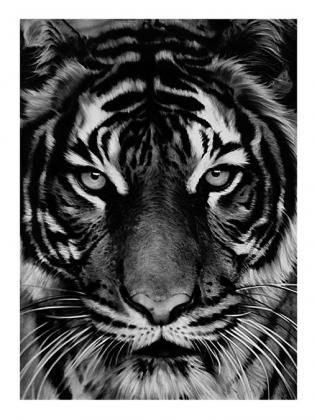 Литография Longo - Untitled (Tiger)