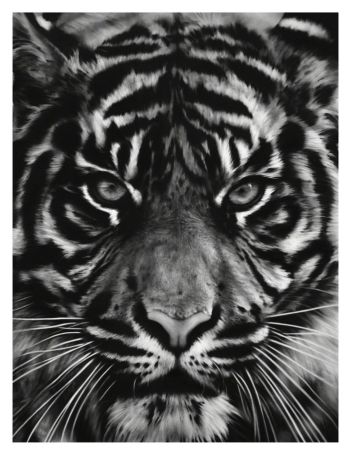 Сериграфия Longo - Untitled (Tiger head 2)