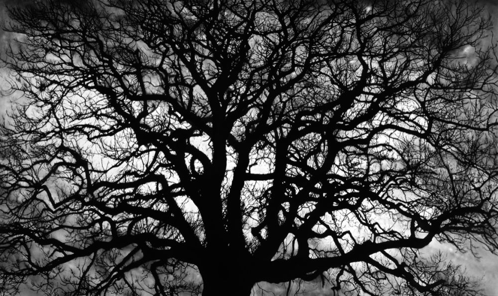 Многоэкземплярное Произведение Longo - Untitled (Tree)