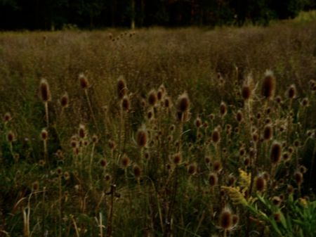 Многоэкземплярное Произведение Goldin - Wild Flowers