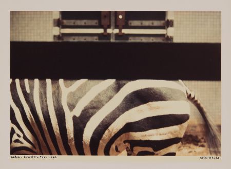 Фотографии Blake - Zebra, London Zoo