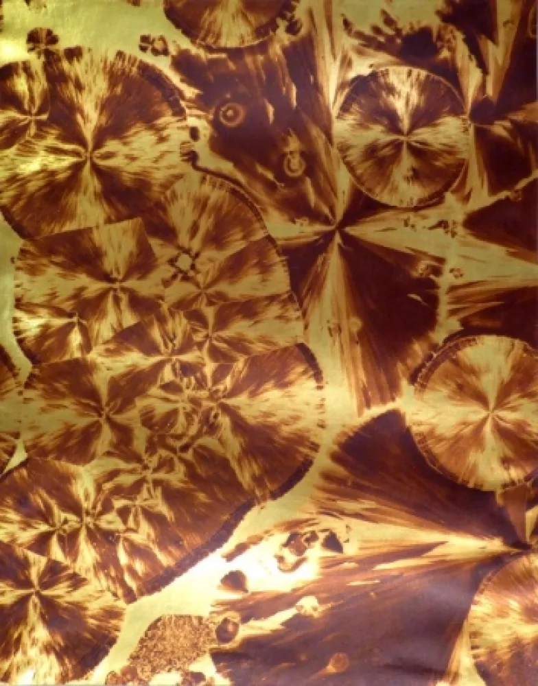 Фотографии Albin Guillot - Micrographie décorative