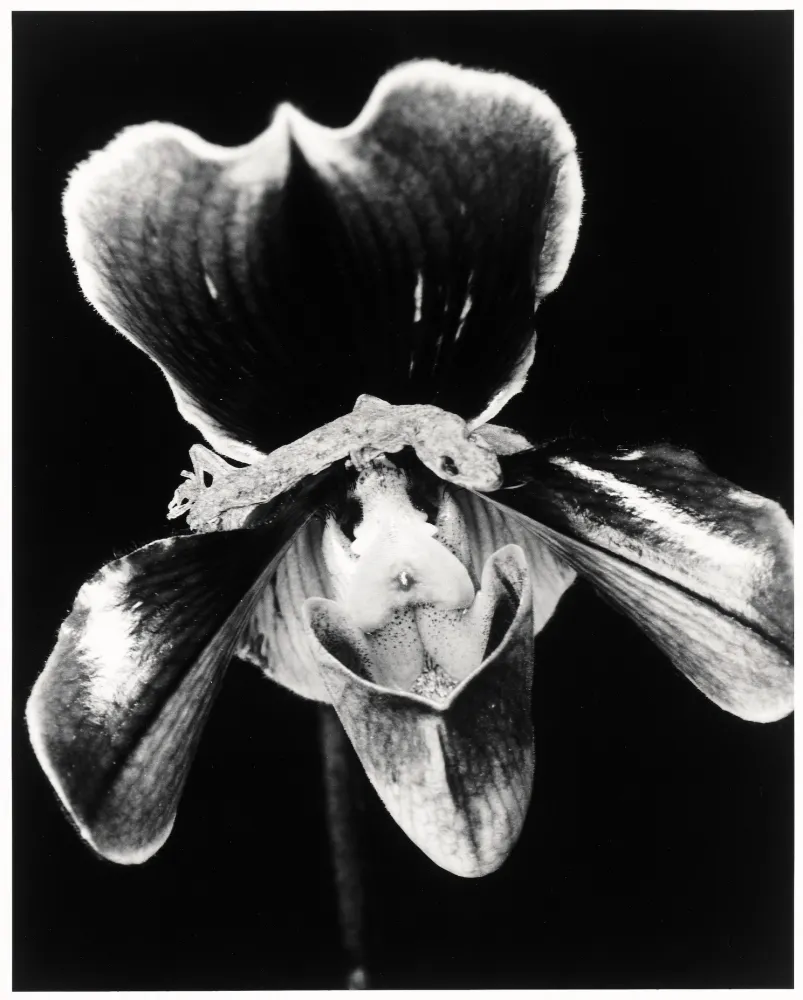 Многоэкземплярное Произведение Araki - Flower