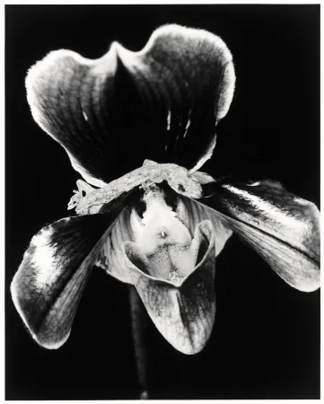 Многоэкземплярное Произведение Araki - Flower