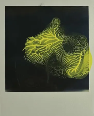 Многоэкземплярное Произведение Araki - Untitled 6
