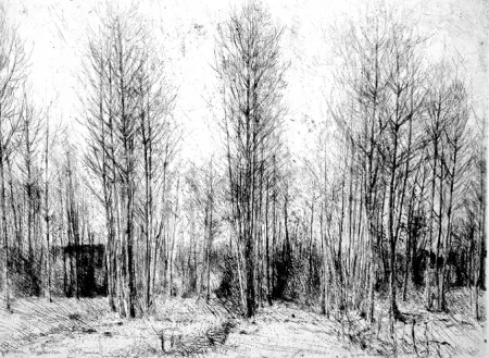 Офорт Barbisan - Pioppi