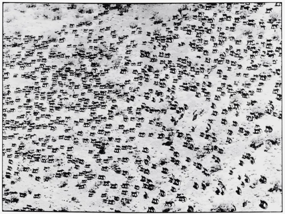 Фотографии Beard - 965 Elephants, 