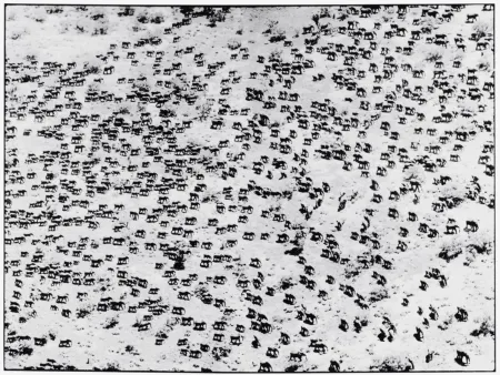 Фотографии Beard - 965 Elephants, 