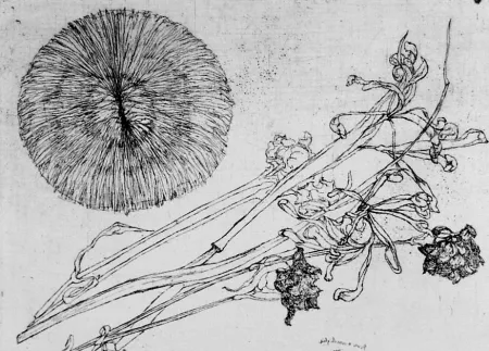 Офорт Biasion - Riccio e fiori