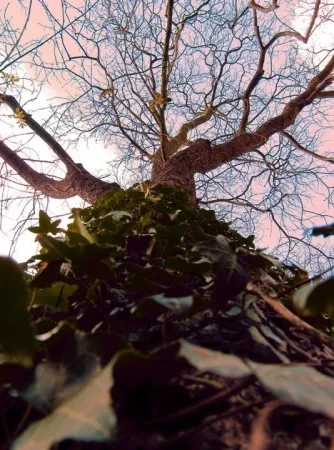 Фотографии Bohorquez - Arbol