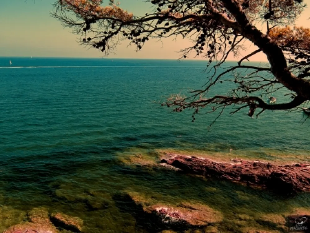 Фотографии Bohorquez - Bleu