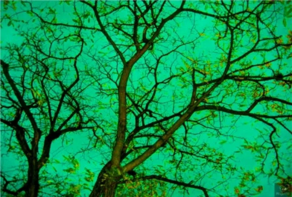 Фотографии Bohorquez - Verde