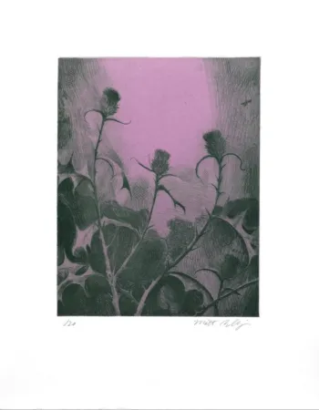 Гравюра Bollinger - Dusk Thistle
