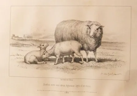 Иллюстрированная Книга Bonheur - Considérations sur les bêtes à laine au milieu de XIXe siècle, et notice sur la race de la charmoise