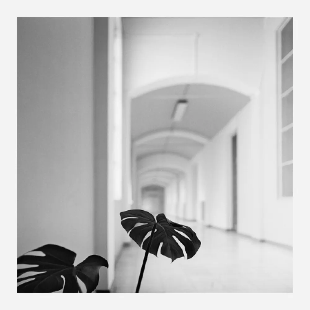 Фотографии Canovas - ACHING PLANTS - 2